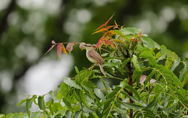 Oiseau Assis Sur Arbre — Photo