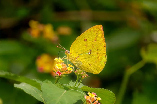 Mariposa Amarilla Flor —  Fotos de Stock