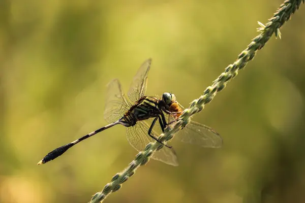 Dragonfly Leaf — Stock Photo, Image