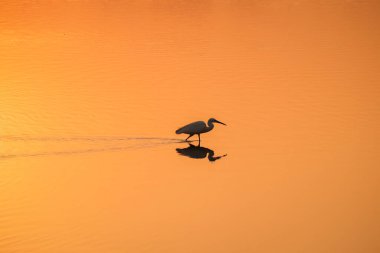 Suda yürüyen kuş, gölde gün batımı manzarası