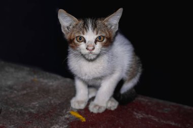 Küçük yavru kedi merdivenlerde oturuyor, sevimli kedi kameraya bakıyor.