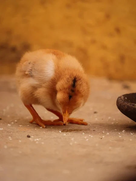 Baby Chick Rodziną Little Chick Little Chick Patrząc Kamerę — Zdjęcie stockowe