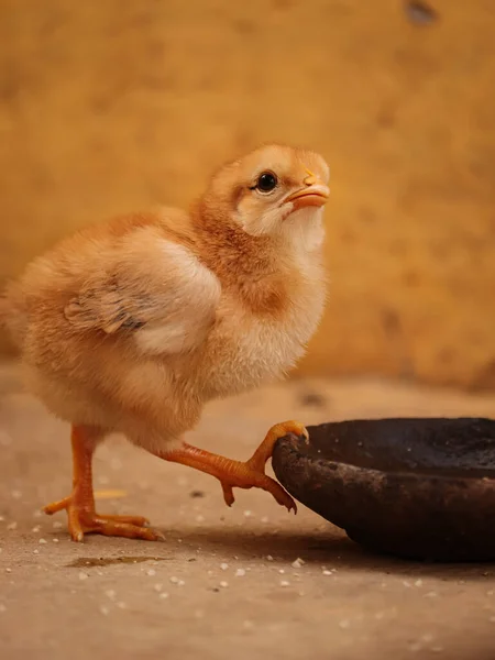 Baby Chick Family Little Chick Little Chick Looking Camera — Stock fotografie