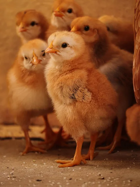 Baby Chick Com Família Little Chick Little Chick Olhando Para — Fotografia de Stock
