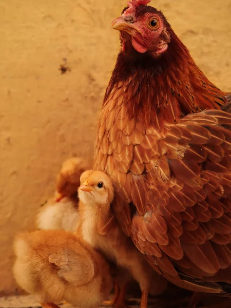 Малыш Цыпленок Семьей Маленький Цыпленок Маленький Цыпленок Смотрит Камеру — стоковое фото