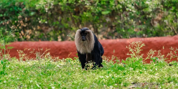 Macaco Zoológico Macaco Sentado Chão Macaco — Fotografia de Stock