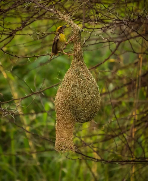 Pájaro Sentado Nido Pájaro Tejedor Pajarito Nido Mirando Alrededor Fotografía — Foto de Stock