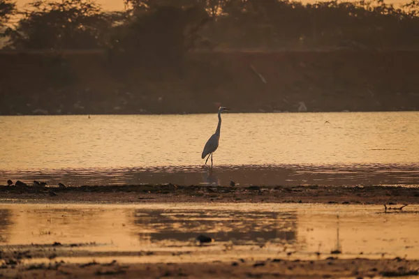 Oiseau Marchant Dans Eau Vue Sur Coucher Soleil Lac — Photo