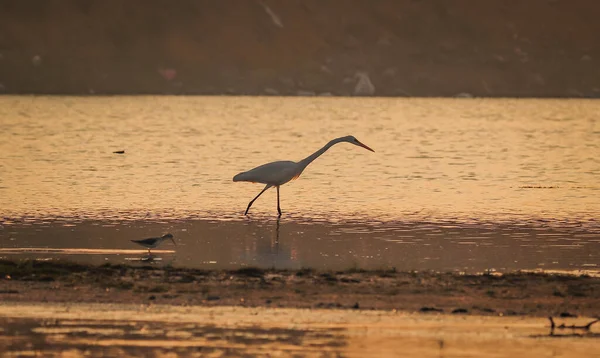 Oiseau Marchant Dans Eau Vue Sur Coucher Soleil Lac — Photo