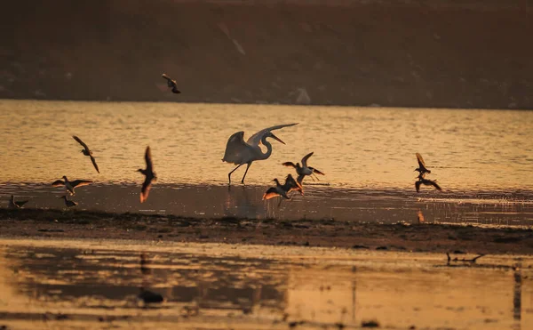 鳥が水の中を歩く 鳥の羽が開く 湖で日没の景色 — ストック写真