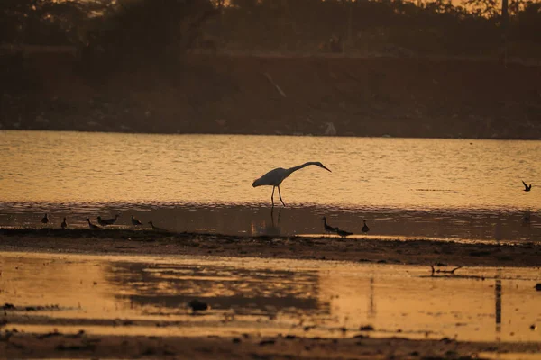 Птах Йде Воді Вид Захід Сонця Озеро — стокове фото