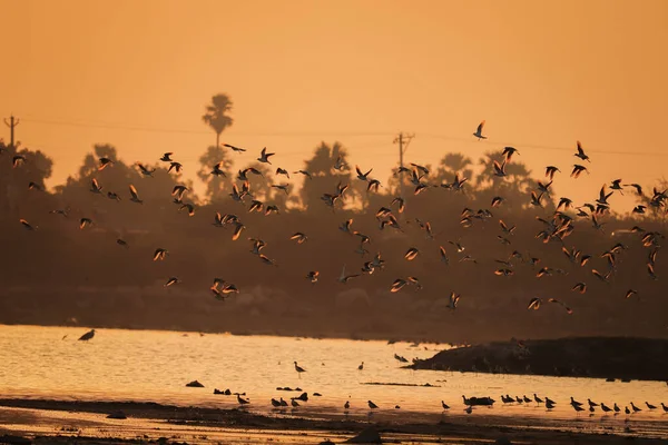 Oiseau Volant Sur Lac Vue Sur Coucher Soleil Lac — Photo