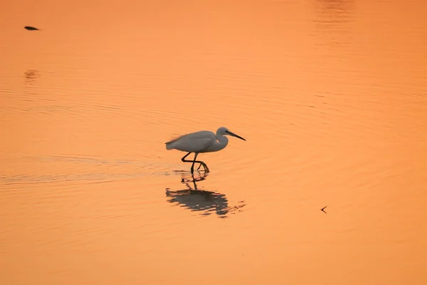 Oiseau Marchant Dans Eau Vue Sur Coucher Soleil Lac — Photo