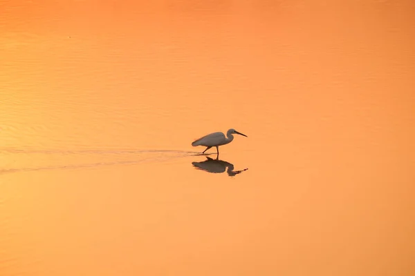 Oiseau Marchant Dans Eau Vue Sur Coucher Soleil Lac — Photo