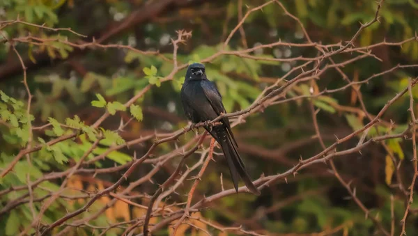 Pájaro Negro Sentado Árbol — Foto de Stock