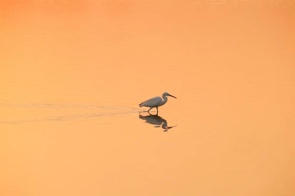 Pták Kráčí Vodě Výhled Západ Slunce Jezera — Stock fotografie