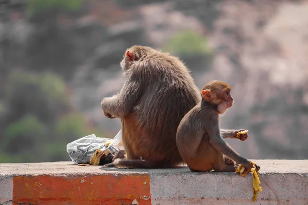 Обезьяна Rhesus Macaque Обезьяна Мать Обезьяна Младенец Сидящая Стене Поедание — стоковое фото
