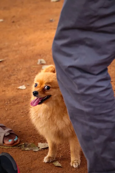 Pequeno Cão Cortado Cão Com Proprietário Parque Cães Amante Cães — Fotografia de Stock