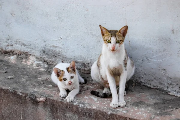 Madre Baby Gatto Seduto Sul Muro Guardando Fotocamera — Foto Stock