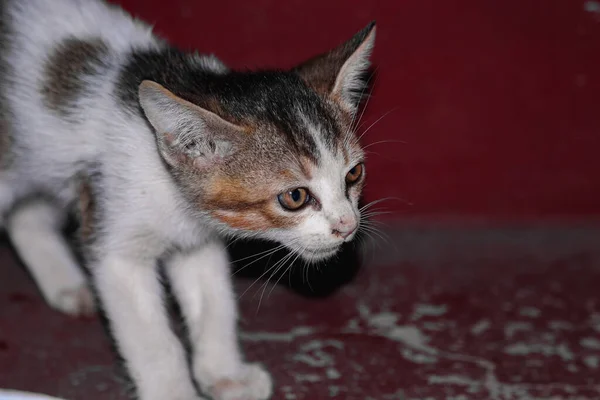 Piccolo Gatto Bambino Seduto Sui Gradini Gatto Piuttosto Carino Guardando — Foto Stock