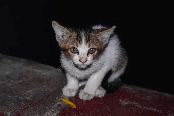 Mały Kotek Siedzi Schodach Dość Ładny Kot Patrząc Aparat — Zdjęcie stockowe