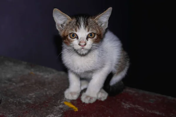 Piccolo Gatto Bambino Seduto Sui Gradini Gatto Piuttosto Carino Guardando — Foto Stock