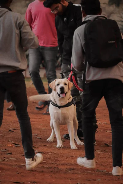 Perro Con Dueño Dogs Park Amante Los Perros — Foto de Stock