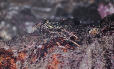 Deniz kenarındaki kayalıklarda yengeç, yemek yiyor. 