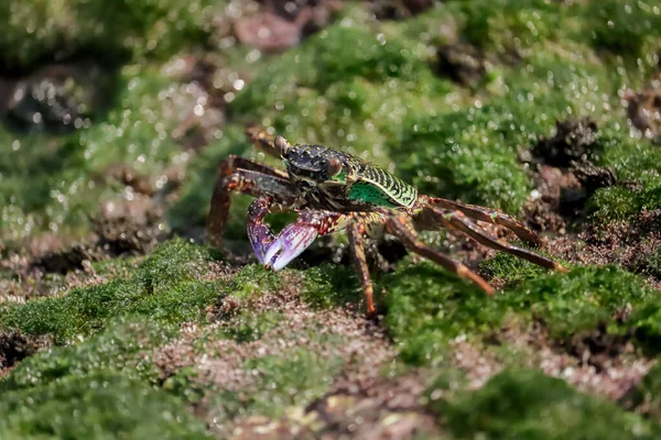 Krab Rotsen Aan Zee Eten Van Voedsel — Stockfoto