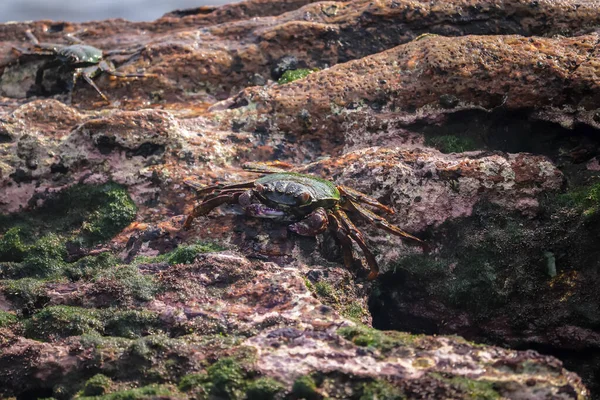 海の端の岩の上にカニ 食べ物を食べる — ストック写真