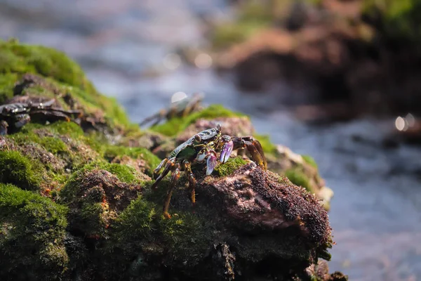 Crabe Sur Les Rochers Fond Mer Manger Nourriture — Photo