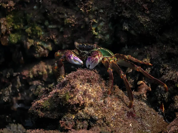 Granchio Sulle Rocce Alla Fine Del Mare Mangiare Cibo — Foto Stock