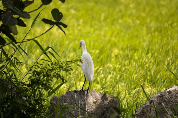 Bílý Pták Stojící Skále Přírodní Pozadí — Stock fotografie