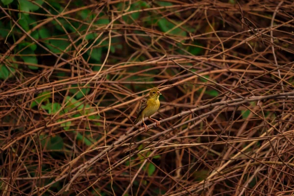 Oiseau Assis Sur Arbre Nature Contexte — Photo