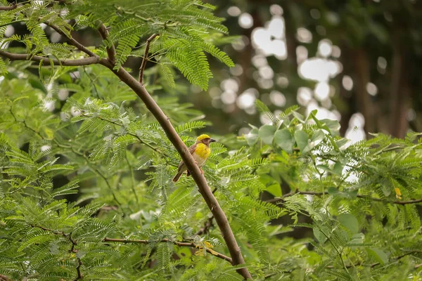 Uccello Seduto Sull Albero Uccello Tessitore Sfondo Della Natura — Foto Stock