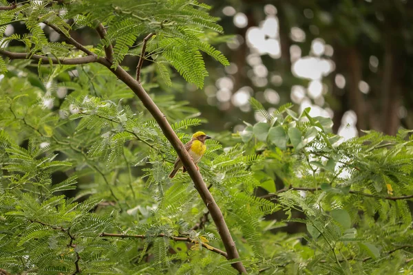 Ptak Siedzący Drzewie Ptak Tkający Tło Natury — Zdjęcie stockowe