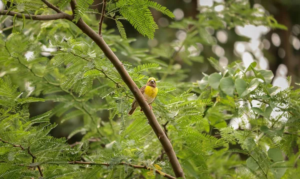 Pássaro Sentado Árvore Pássaro Tecelão Fundo Natureza — Fotografia de Stock