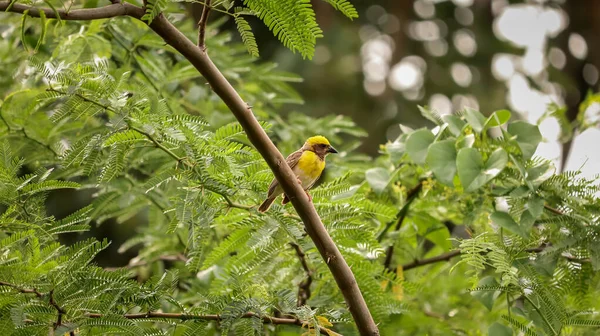 Vogel Sitzt Auf Dem Baum Webervogel Naturhintergrund — Stockfoto