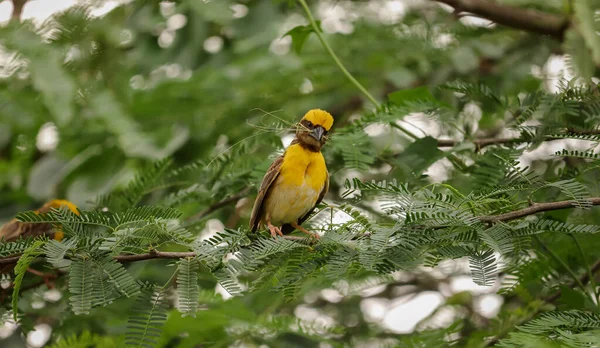 Uccello Seduto Sull Albero Uccello Tessitore Sfondo Della Natura — Foto Stock