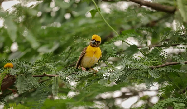 Pájaro Sentado Árbol Pájaro Tejedor Fondo Naturaleza — Foto de Stock