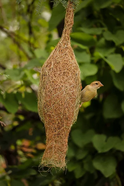 Pájaro Sentado Nido Pájaro Tejedor Fondo Natural — Foto de Stock