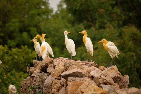 Birds Group Sitting Rocks Nature Background — Stock Photo, Image