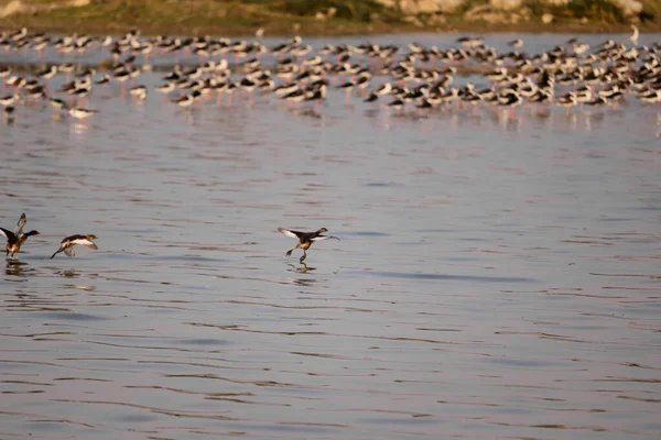 Petit Oiseau Volant Sur Rivière Groupe Oiseaux Rivière — Photo