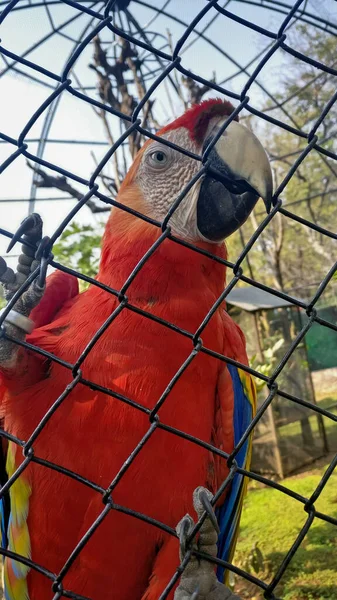 Попугай Ара Клетке Зоопарке — стоковое фото