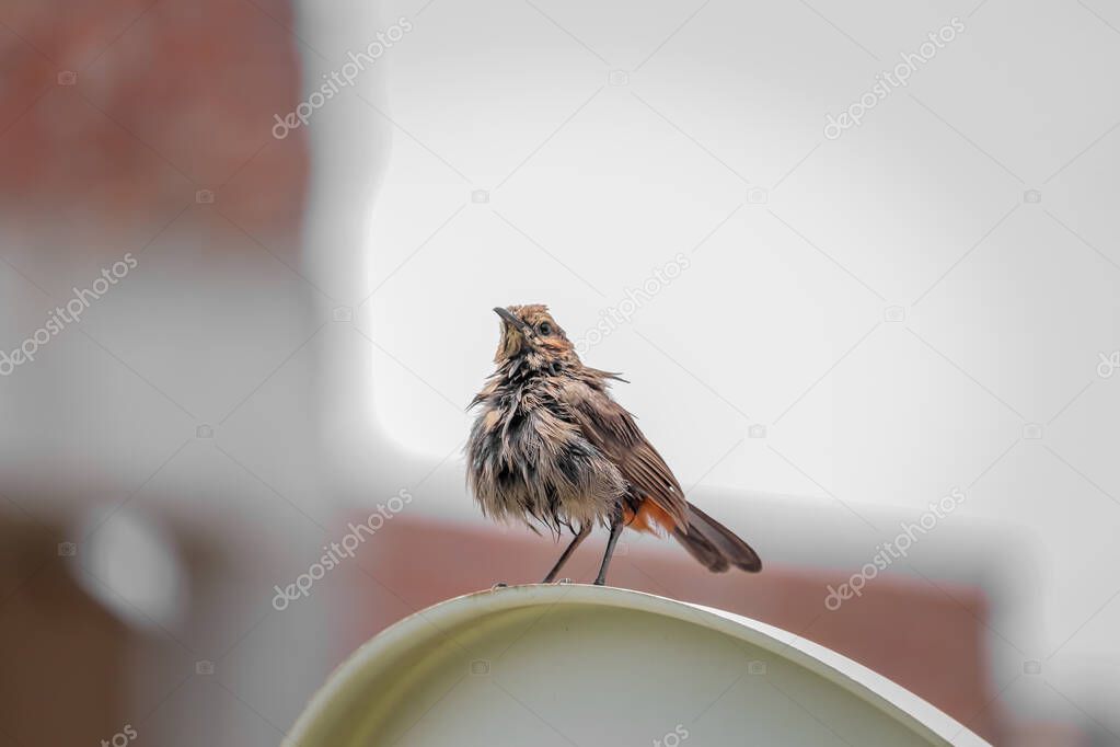 Little bird sitting on the fence