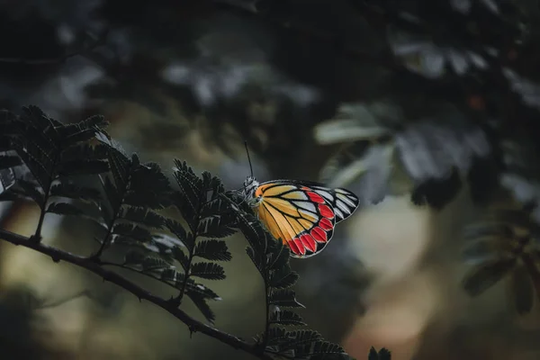 Mariposa Sentada Hoja — Foto de Stock