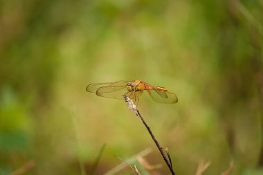 dal üzerinde oturan yusufçuk