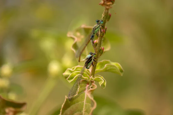 Libellule Assis Sur Branche — Photo