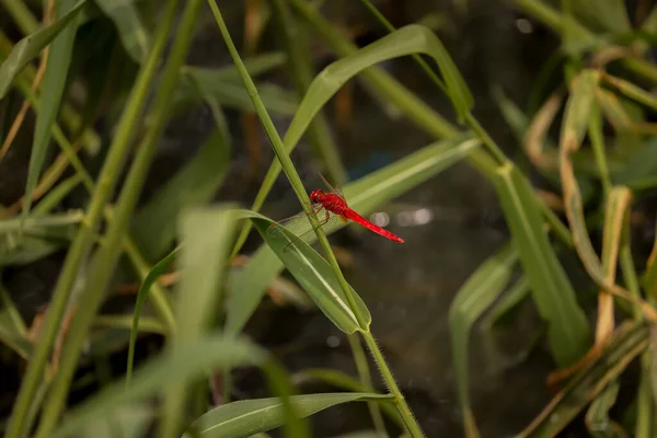 Red Dragonfly Sitting Branch — Stock Photo, Image