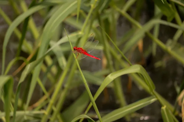 Red Dragonfly Sitting Branch — Stock Photo, Image